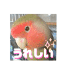 インコのちゃまとワンコの麦2（個別スタンプ：40）