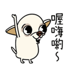 小さなチワワは喧嘩が大好き 2（個別スタンプ：1）