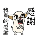 小さなチワワは喧嘩が大好き 2（個別スタンプ：29）