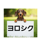 ダックスフンドからの【お知らせ】（個別スタンプ：1）