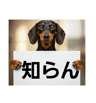 ダックスフンドからの【お知らせ】（個別スタンプ：2）