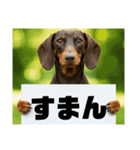 ダックスフンドからの【お知らせ】（個別スタンプ：3）