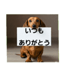 ダックスフンドからの【お知らせ】（個別スタンプ：4）