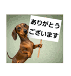 ダックスフンドからの【お知らせ】（個別スタンプ：5）