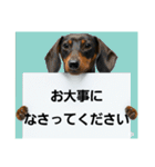 ダックスフンドからの【お知らせ】（個別スタンプ：7）