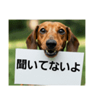 ダックスフンドからの【お知らせ】（個別スタンプ：8）