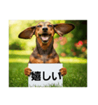ダックスフンドからの【お知らせ】（個別スタンプ：11）