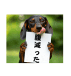 ダックスフンドからの【お知らせ】（個別スタンプ：13）