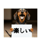 ダックスフンドからの【お知らせ】（個別スタンプ：14）