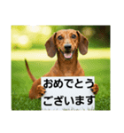 ダックスフンドからの【お知らせ】（個別スタンプ：15）