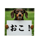 ダックスフンドからの【お知らせ】（個別スタンプ：16）