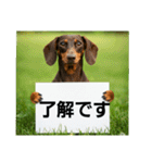 ダックスフンドからの【お知らせ】（個別スタンプ：18）