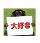 ダックスフンドからの【お知らせ】（個別スタンプ：21）