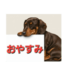 ダックスフンドからの【お知らせ】（個別スタンプ：22）