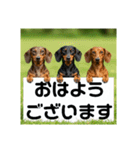 ダックスフンドからの【お知らせ】（個別スタンプ：25）