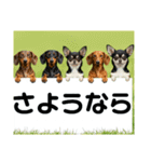 ダックスフンドからの【お知らせ】（個別スタンプ：26）