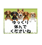 ダックスフンドからの【お知らせ】（個別スタンプ：27）