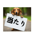ダックスフンドからの【お知らせ】（個別スタンプ：28）