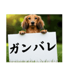 ダックスフンドからの【お知らせ】（個別スタンプ：29）