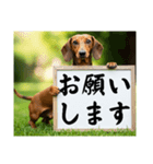 ダックスフンドからの【お知らせ】（個別スタンプ：31）