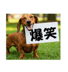ダックスフンドからの【お知らせ】（個別スタンプ：33）