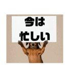 ダックスフンドからの【お知らせ】（個別スタンプ：34）