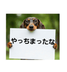 ダックスフンドからの【お知らせ】（個別スタンプ：37）