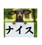 ダックスフンドからの【お知らせ】（個別スタンプ：40）