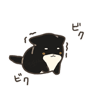 誠実なクロしばくん その4（個別スタンプ：20）