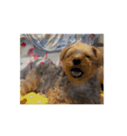 つちやさん家の愛犬もものスタンプ（個別スタンプ：6）