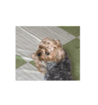 つちやさん家の愛犬もものスタンプ（個別スタンプ：9）