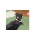 つちやさん家の愛犬もものスタンプ（個別スタンプ：16）