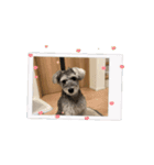 ショコラ コレクション（個別スタンプ：8）
