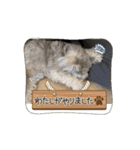 ショコラ コレクション（個別スタンプ：9）