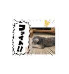 ショコラ コレクション（個別スタンプ：12）