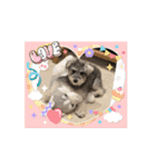 ショコラ コレクション（個別スタンプ：15）