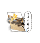 ショコラ コレクション（個別スタンプ：16）