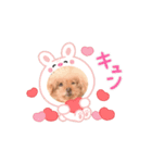 愛犬❤️ココアスタンプ✨（個別スタンプ：1）
