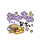 愛犬❤️ココアスタンプ✨（個別スタンプ：2）