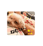 愛犬❤️ココアスタンプ✨（個別スタンプ：3）