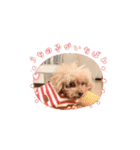 愛犬❤️ココアスタンプ✨（個別スタンプ：4）