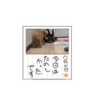 愛犬❤️ココアスタンプ✨（個別スタンプ：5）