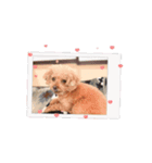 愛犬❤️ココアスタンプ✨（個別スタンプ：6）