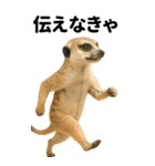 エッホエッホ BIGな動物園 伝えなきゃ（個別スタンプ：14）