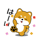 飛び出す！いつでも使える豆柴（個別スタンプ：1）