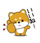 飛び出す！いつでも使える豆柴（個別スタンプ：5）