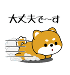 飛び出す！いつでも使える豆柴（個別スタンプ：12）