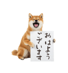看板を持つ柴犬の伝えるスタンプ（個別スタンプ：1）