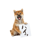 看板を持つ柴犬の伝えるスタンプ（個別スタンプ：2）