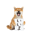 看板を持つ柴犬の伝えるスタンプ（個別スタンプ：3）